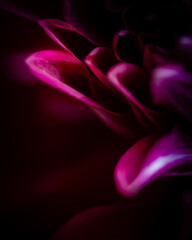 Dark Red Dahlia PetalAbstract Extreme Close Up