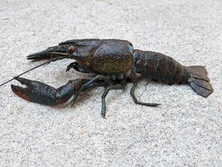 Freshwater crayfish animal, small black lobster, side view shot