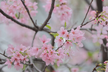 Fototapeta na wymiar the Pink Prunus Campanulata Flower at TKO Park