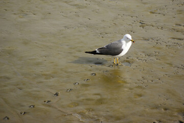 A seagull walks on the tidal flat with footprints.