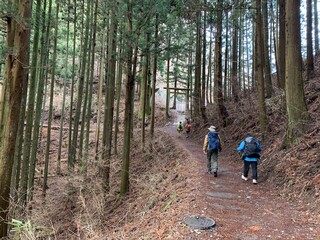 hiking in the woods