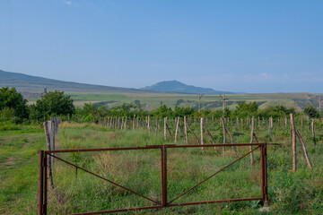 Fototapeta na wymiar a field with vineyards is very large in georgia
