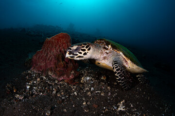 Obraz na płótnie Canvas Hawksbill Turtle - Eretmochelys imbricata swims along coral reefs and looking for food. Underwater life of Tulamben, Bali, Indonesia.