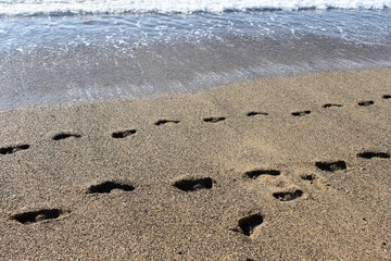 Footprints in the sand on the seashore.