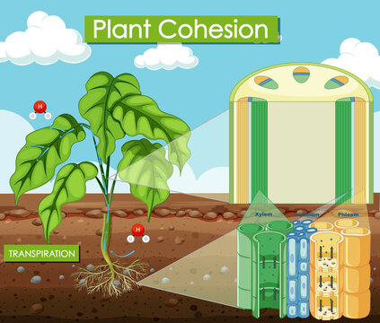 Diagram showing plant cohesion