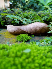 Dry leaves among the moss