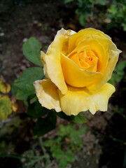 yellow roses blooming in the garden