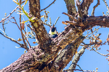 pajaro carpintero bellotero asomado a través de un árbol en zacatecas 