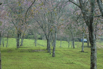 Golden light in the morning. City of pink flowers. People walking.