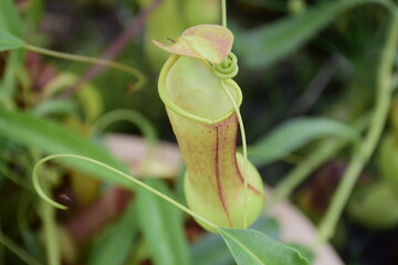 white flowers and cauldron