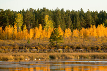 autumn in the forest