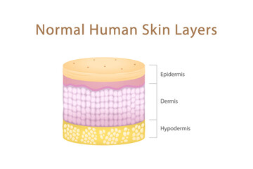 Normal Human Skin Layers Cylinder