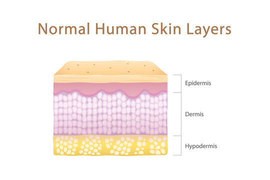 Normal Human Skin Layers Cube