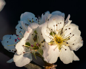 white magnolia flower