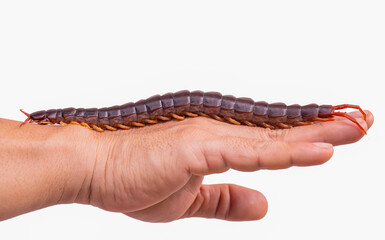 The big centipede had many legs and it was a poisonous creature, it was on a human's hand.	