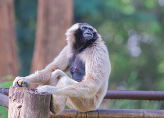 picture of a monkey or gibbon which it is in the zoo