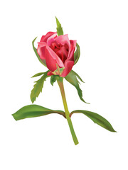 Rose Isolated Vector