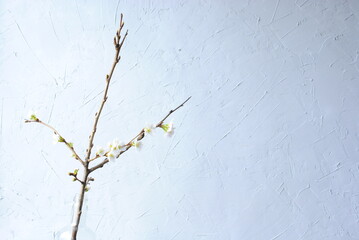桜, サクラ, 春, ピンク, 白, 枝, 季節, 自然, cherryblossom, 花瓶, vase, インテリア, 