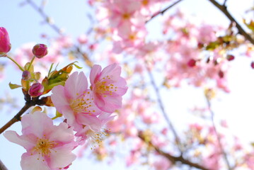 河津桜, 桜, サクラ, 春, 早咲き, ピンク, 枝, 季節, 自然, cherryblossom, 