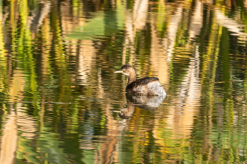 Little grebe (Tachybaptus ruficollis) swimming and hunting in a small pond