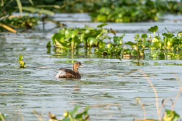 Little grebe (Tachybaptus ruficollis) swimming and hunting in a small pond