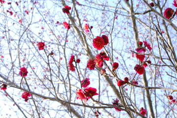 梅, 梅の花, 春, 花, 自然, 3月, 冬, 梅林, 季節,  