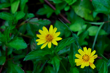 Close-up singapore daisy flower blooming in forest
