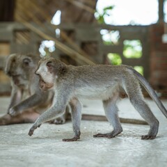 portrait of a macaque