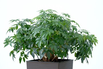 Indoor ornamental plant. Schefflera Compacta, close-up. The ornamental plant is located in a brown pot. Plant and pot on a white background.