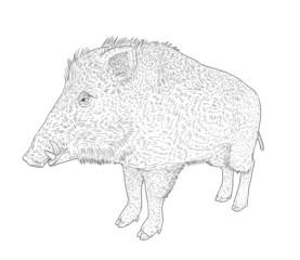 Wild Boar Male Realistic Line Art Drawing