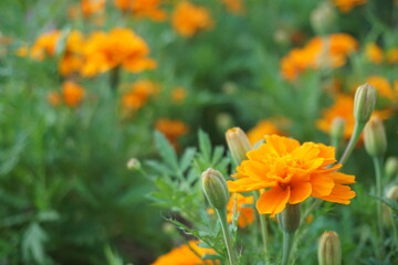 マリーゴールド