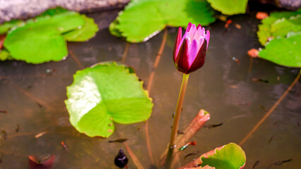 A photograph of a lotus blooming in a fish pond on a summer evening.