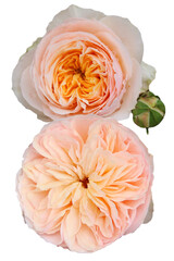 Roses isolated on white background