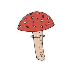 fly agaric icon, sticker, poster, card. hand drawn in doodle style. vector. mushroom, forest, poisonous, inedible.