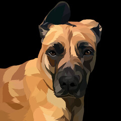 Dog vector colorful illustration