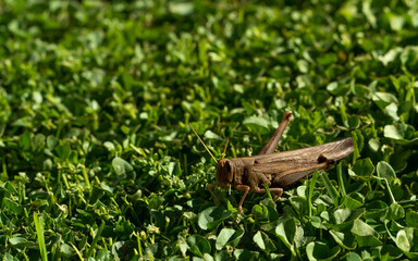 grasshopper on grass