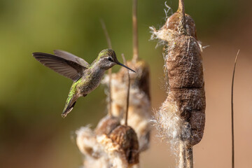 Annas Hummingbird Collecting Nesting Material