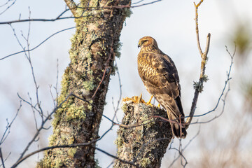 Northern harrier bird