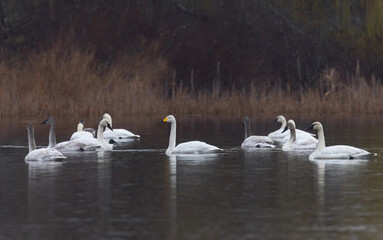 Trumpeter swan and whooper swan