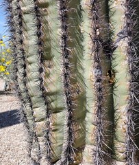 cactus close up