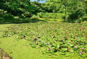睡蓮の花咲くモネの池