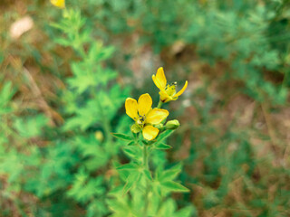 Yellow flowers, yellow grass, against a blurred background of green leaves and brown soil.