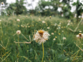 Ripe flowers, brown flowers, grass flowers, yellow-brown pollen. with a blurry meadow background.