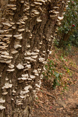 大木に寄生するキノコ