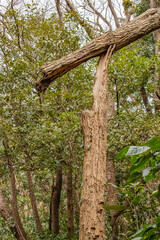 台風通過後の森の中、折れた木が遮る獣道