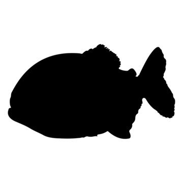 piranha silhouette on white background.