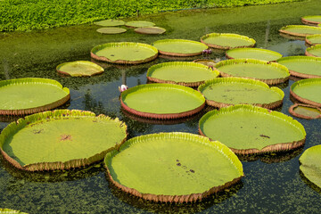 The Royal Water Lily It is a huge aquatic plant that grows naturally in the Amazonian region of Brazil