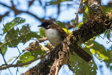 Grey-sided Laughingthrush photographed in North Sikkim, India