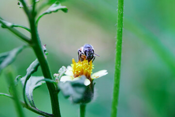 Close-up bee perching on Mexican daisy flower	