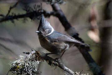 Naklejka premium Grey-crested tit (Lophophanes dichrous) photographed in North Sikkim, India